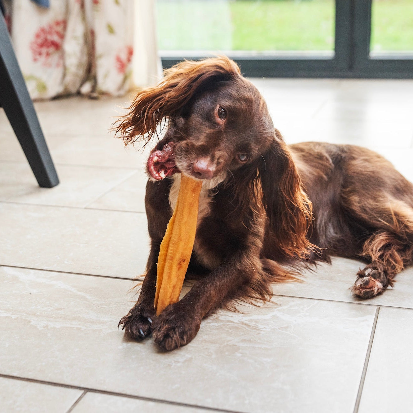 The History of Hollings Dog Treats: A Journey of Passion, Quality, and Family Values