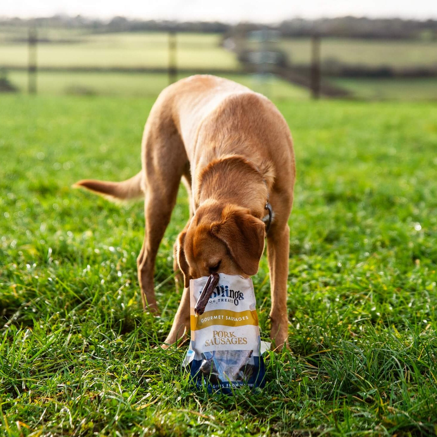 To Treat or Not to Treat? How to Balance Your Dog's Diet