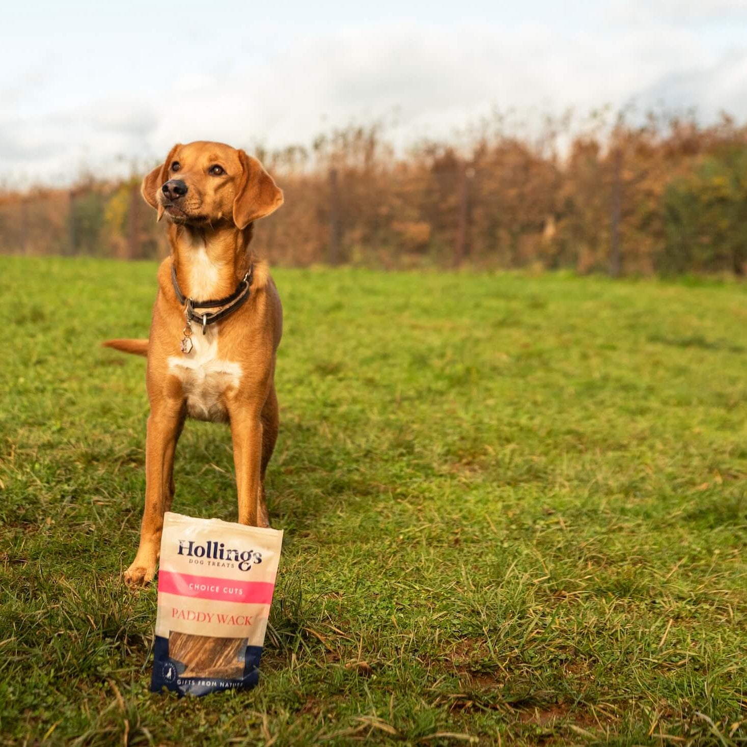 Spring has Sprung: 6 Ways to Get Out and About with your Dog