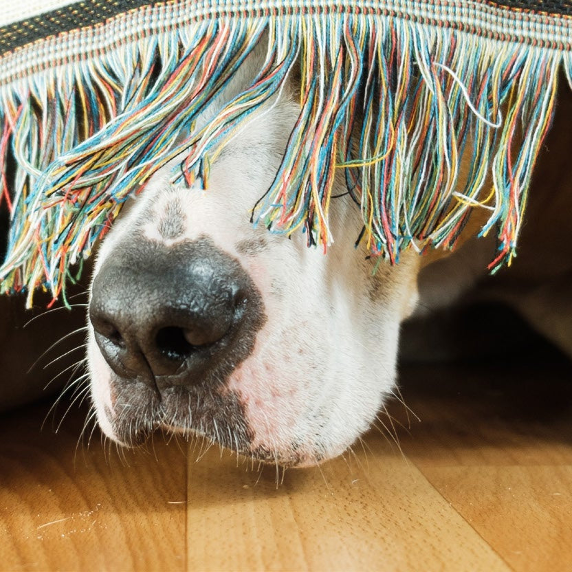 How to Keep Your Dog Calm During Firework Season