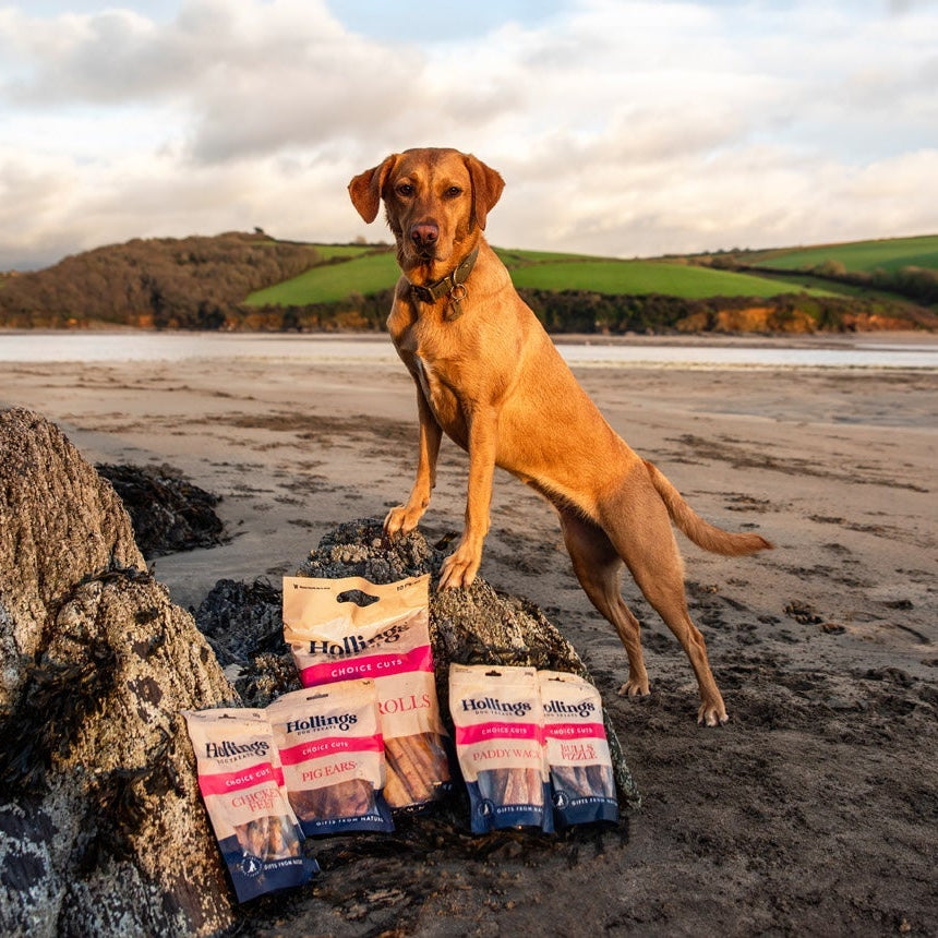 Why Dog Treats Matter