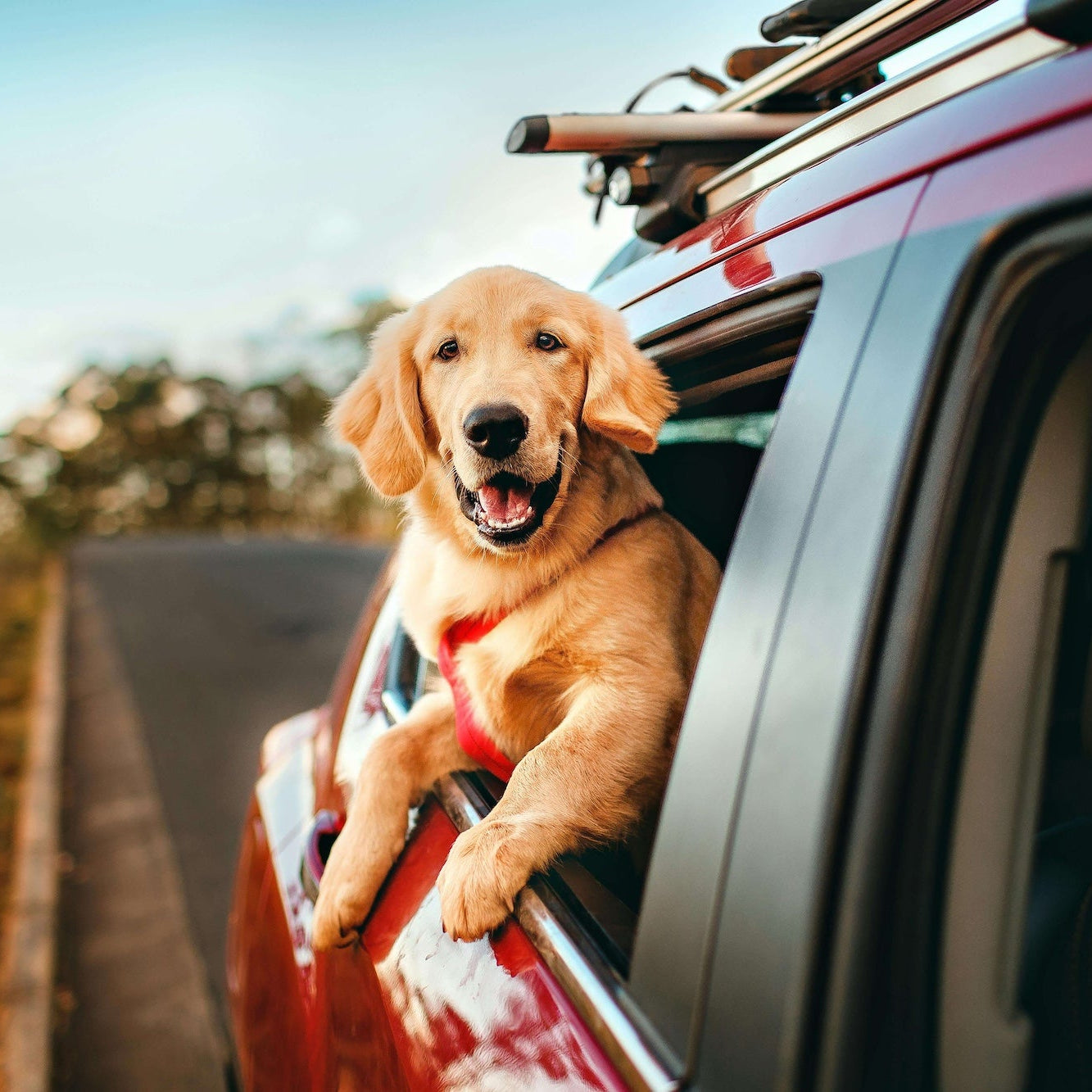 How to Treat Your Dog While Travelling