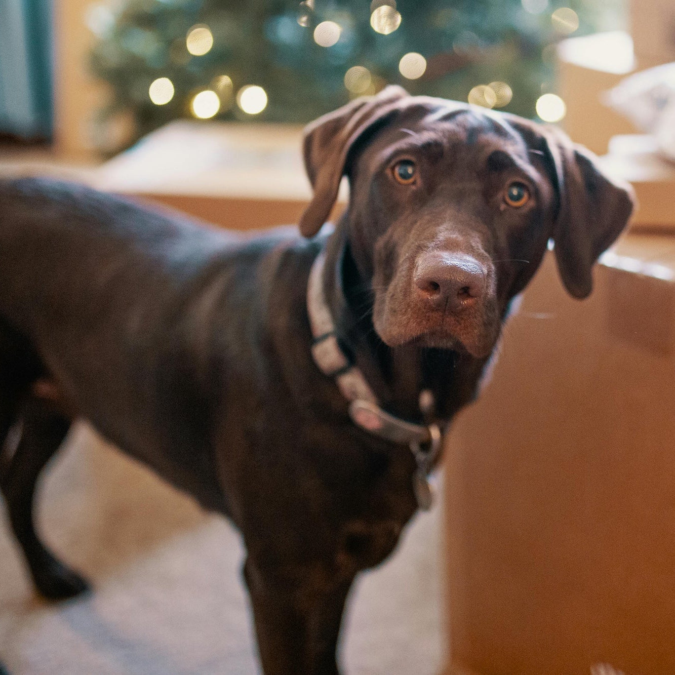 How to Feed Your Dog Safely This Festive Season