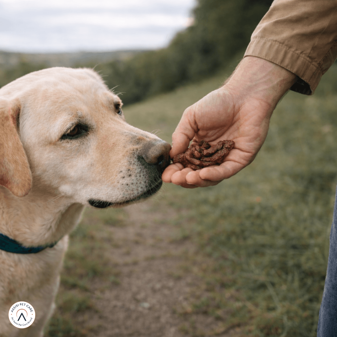 Dog sniffing a handful of pure beef jerky held by a person outdoors