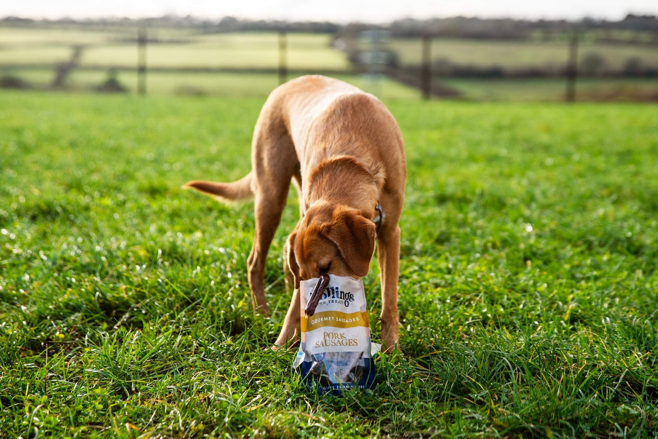 To Treat or Not to Treat? How to Balance Your Dog's Diet