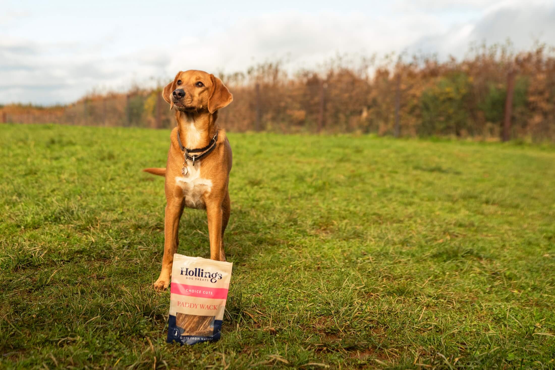 Spring has Sprung: 6 Ways to Get Out and About with your Dog
