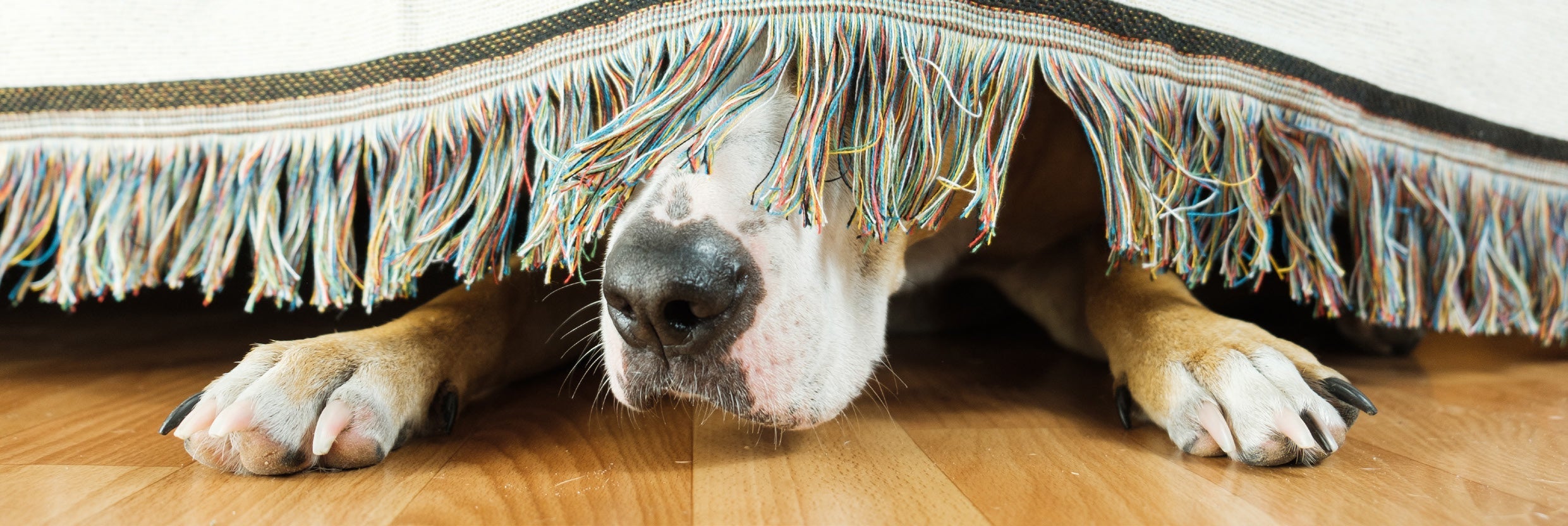 How to Keep Your Dog Calm During Firework Season