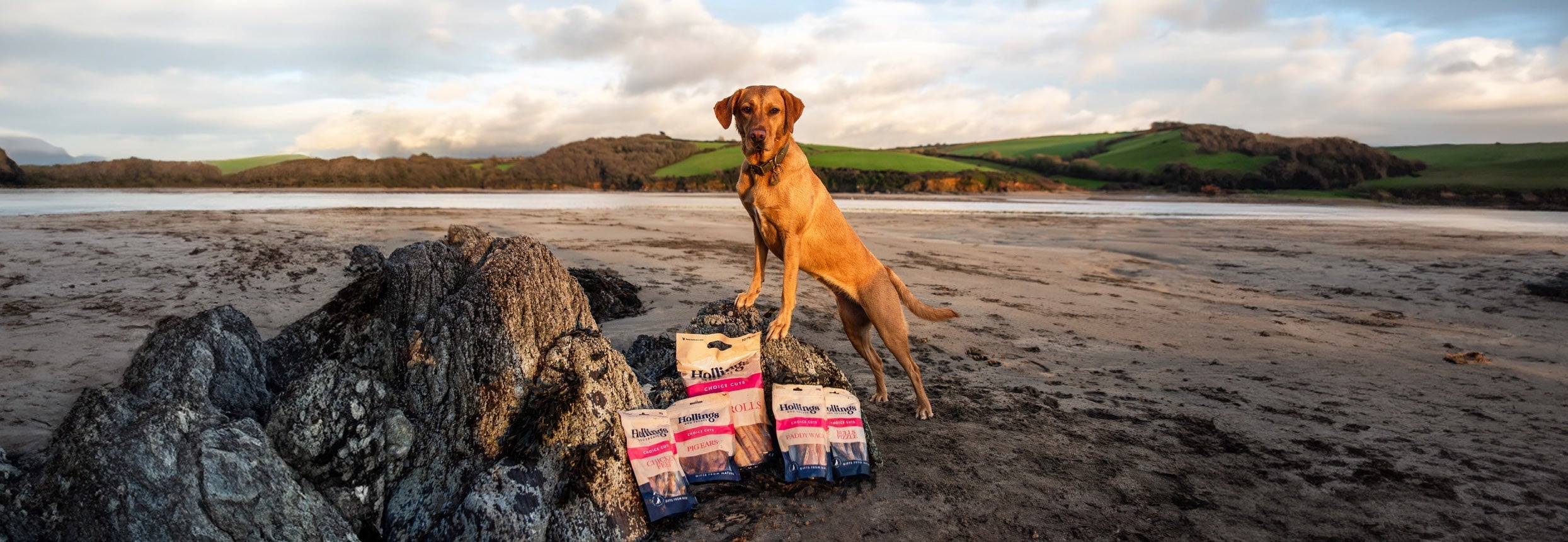 Why Dog Treats Matter