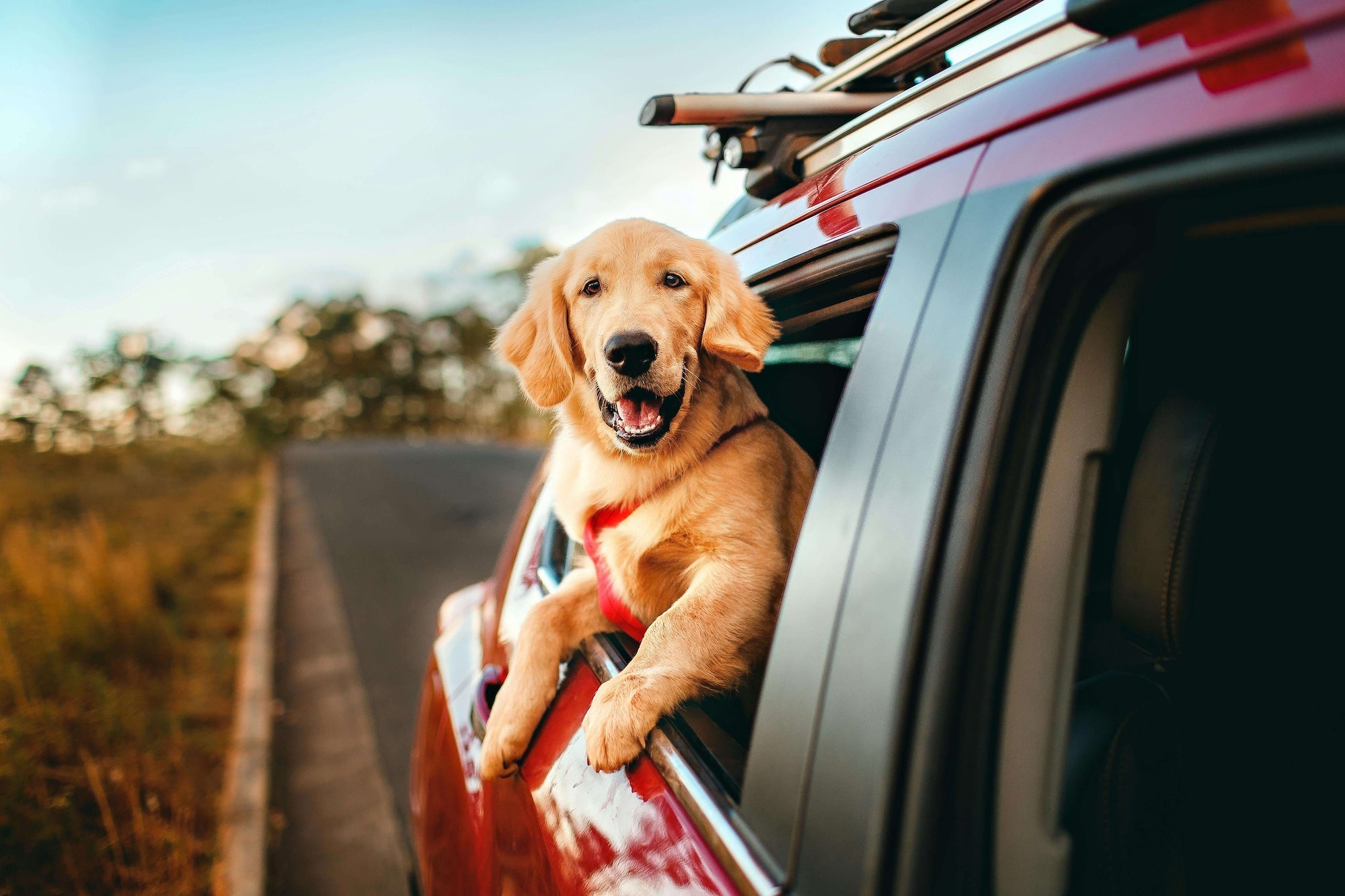 How to Treat Your Dog While Travelling
