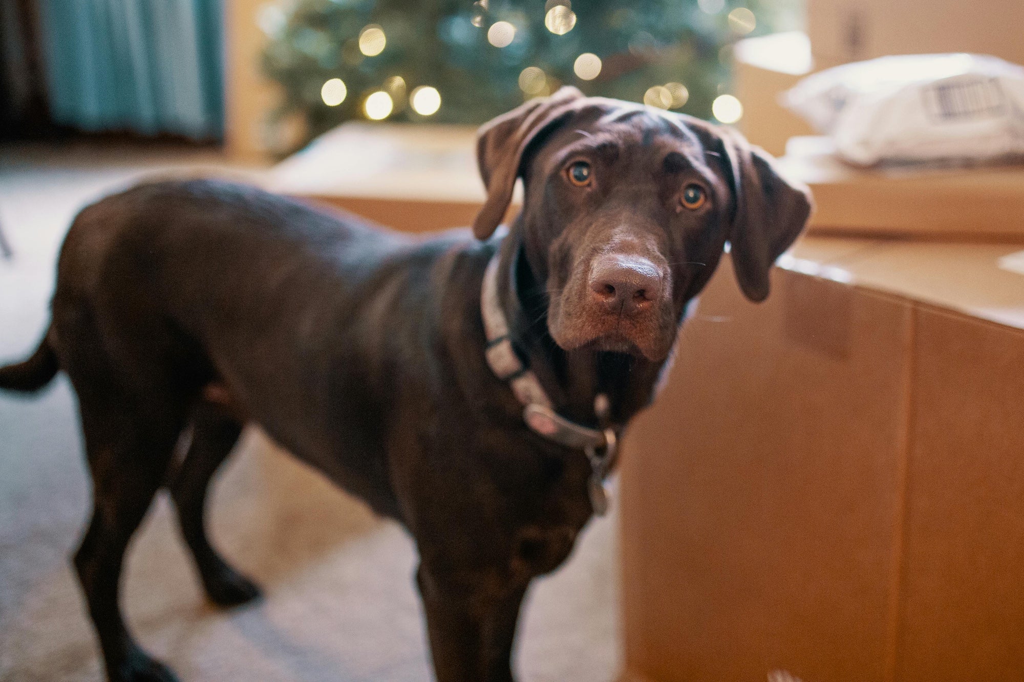 How to Feed Your Dog Safely This Festive Season