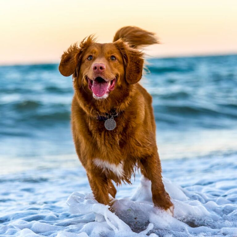 dog-running-in-sea