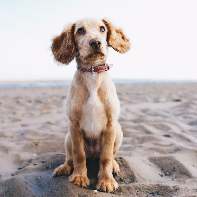 puppy-on-beach